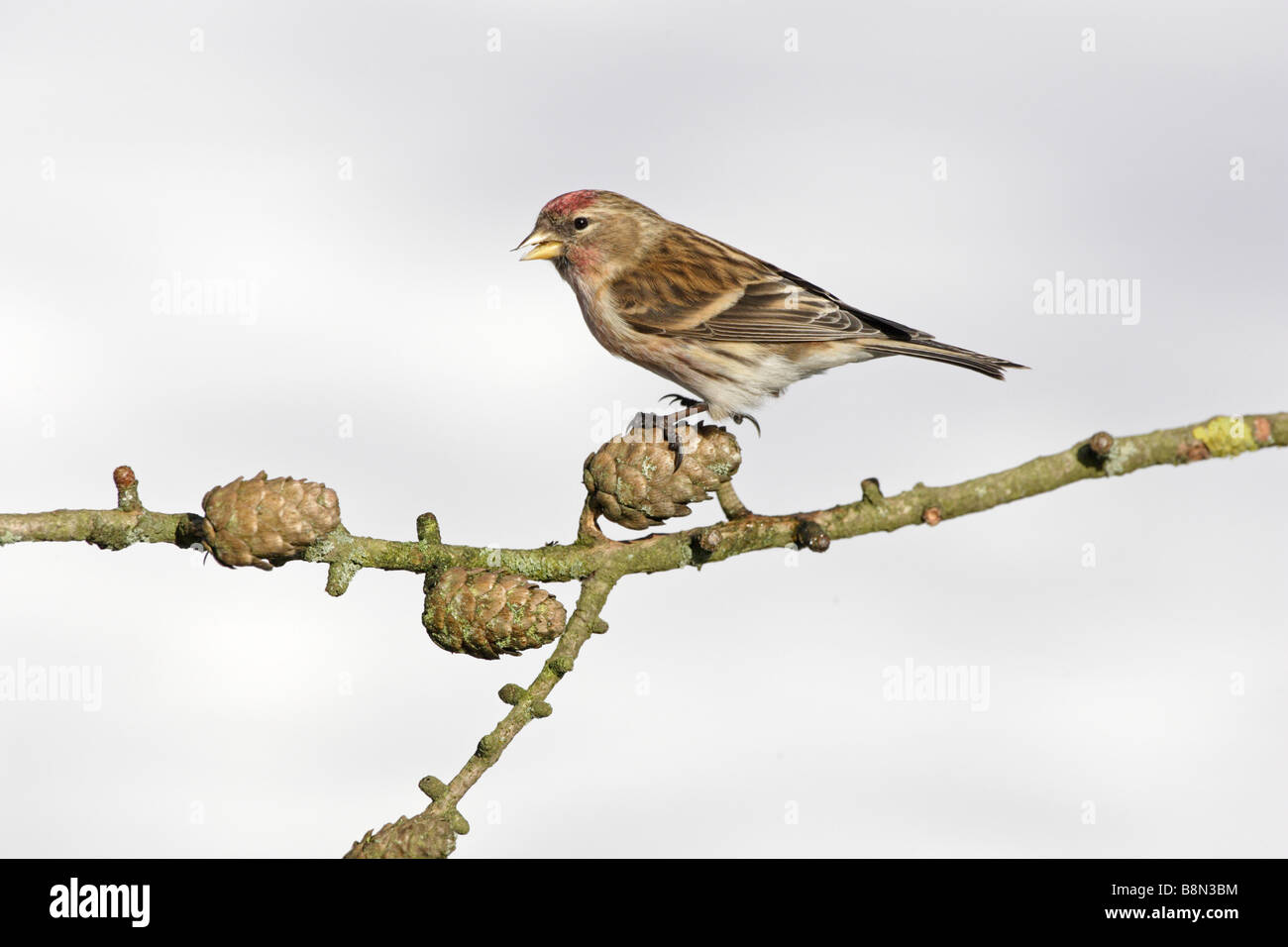 Gemeinsamen Redpoll auf Lärche im Schnee Stockfoto