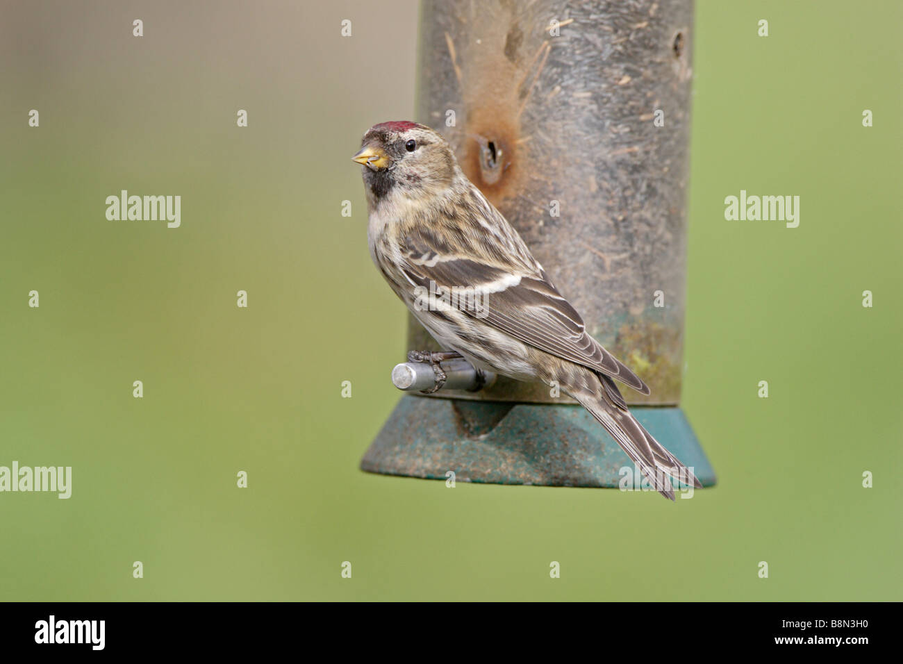 Gemeinsamen Redpoll am Futterhäuschen Stockfoto