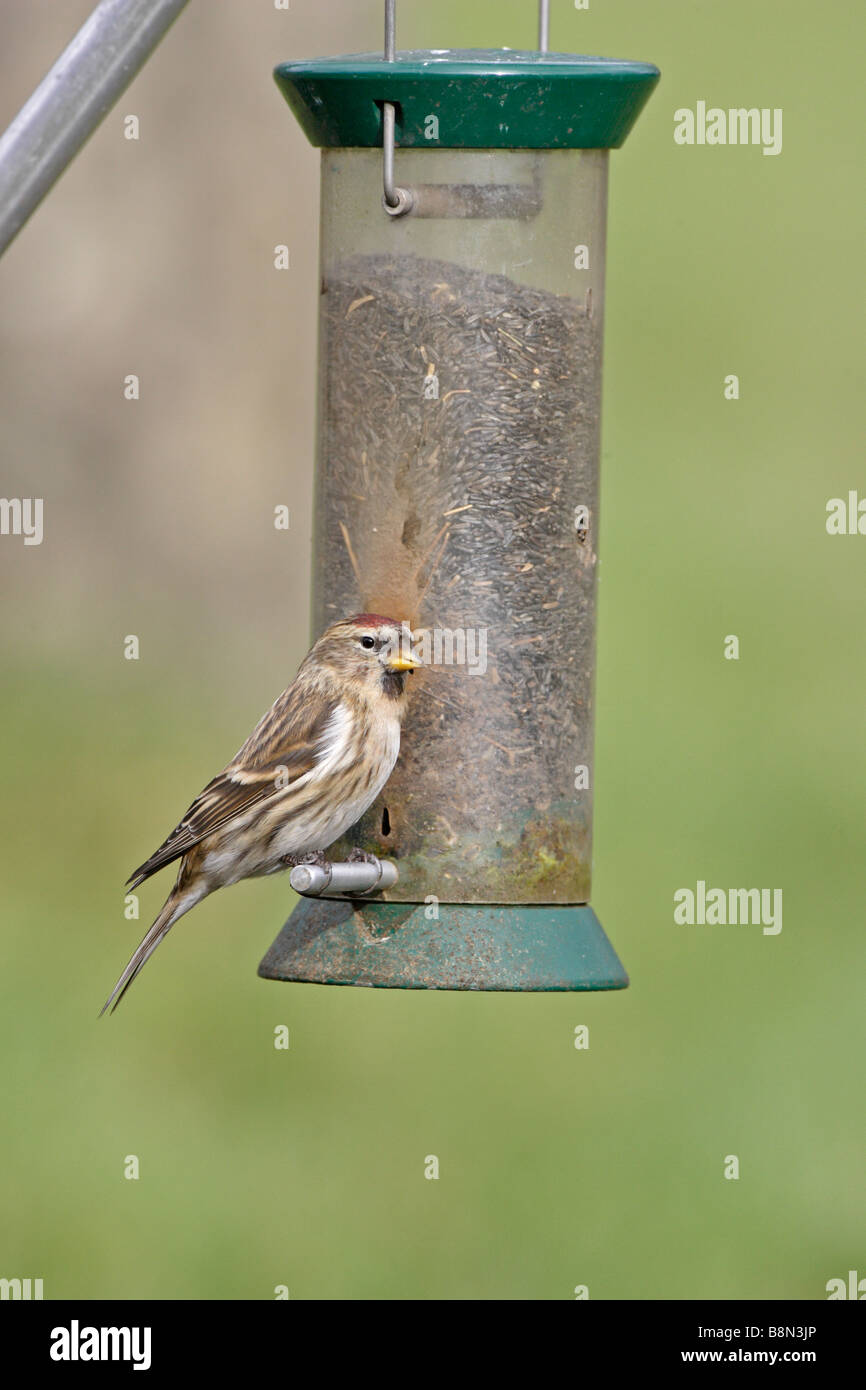 Gemeinsamen Redpoll auf Garten feeder Stockfoto