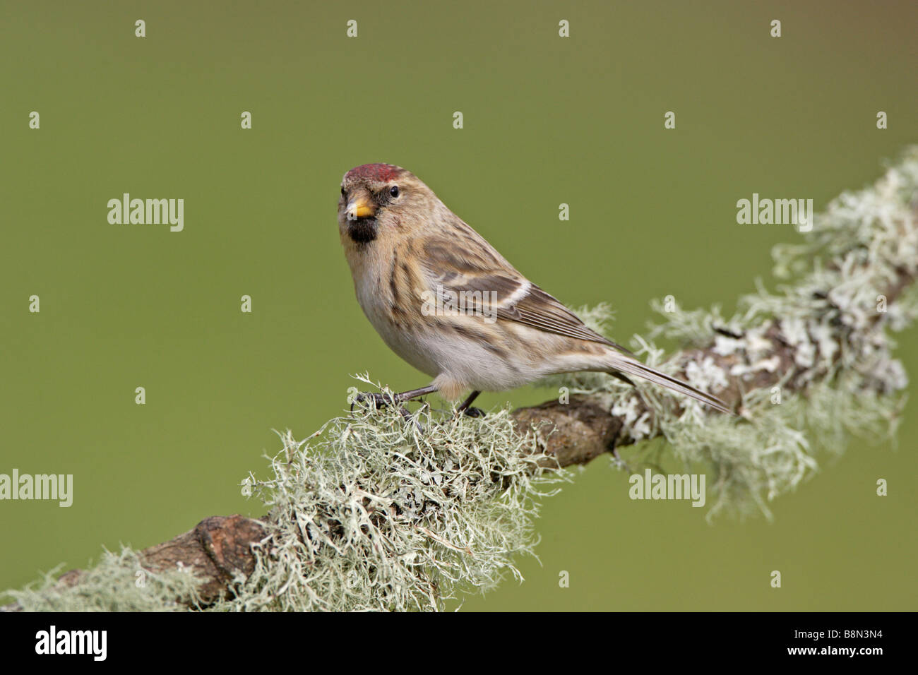 Gemeinsamen Redpoll auf Flechten bedeckten Ast Stockfoto