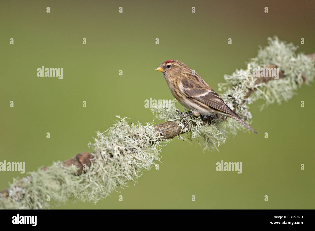 Gemeinsamen Redpoll auf Flechten bedeckten Ast Stockfoto