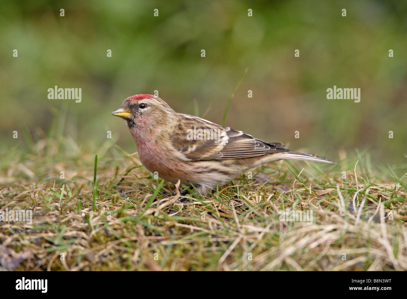 Gemeinsamen Redpoll auf Boden Stockfoto