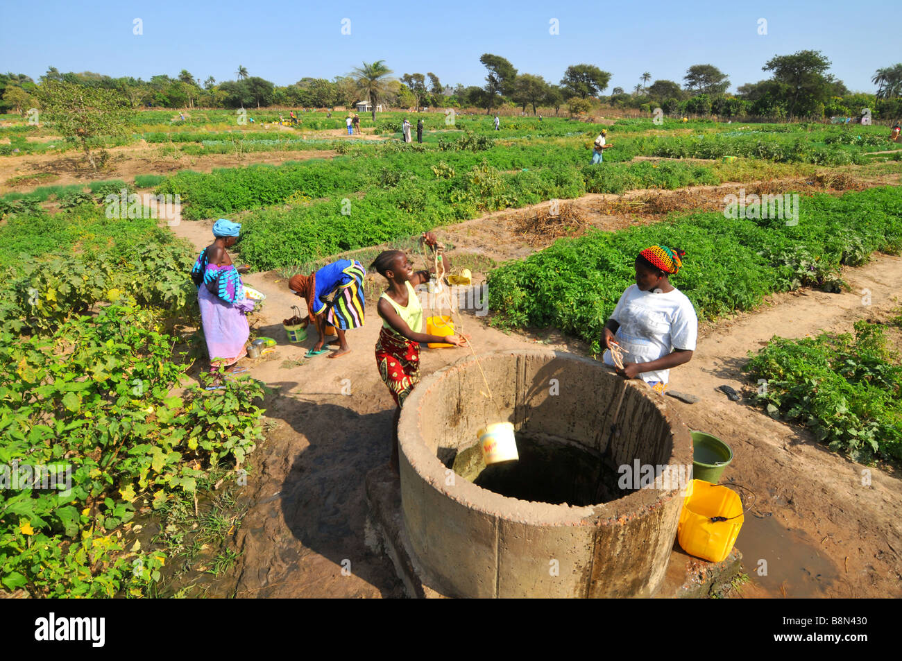 Frauen sammeln Wasser aus einem Brunnen Wasser ihre Pflanzen in Gambia, "Westafrika" Stockfoto