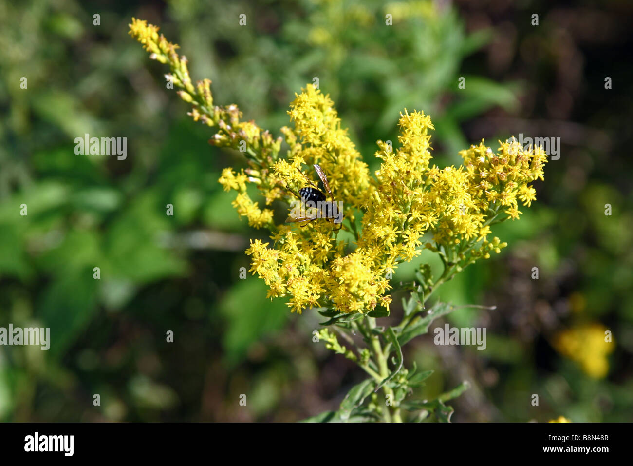 Glatze Gesicht Hornisse auf gelben Unkraut Stockfoto