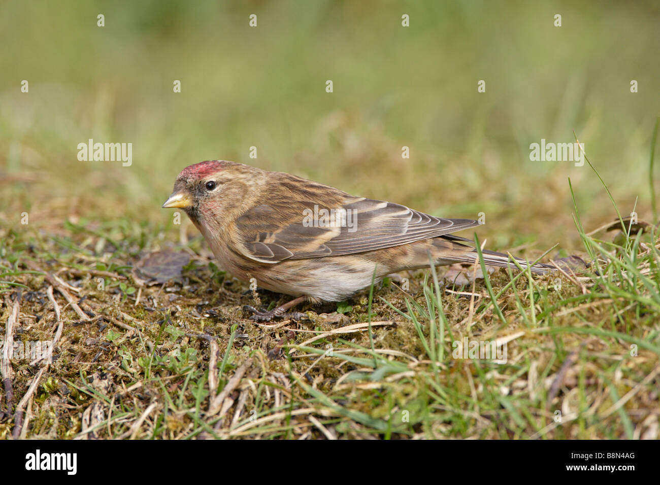 Gemeinsamen Redpoll auf Boden Stockfoto