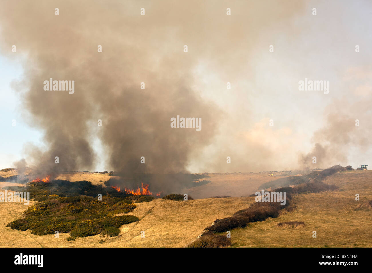 Ginster und Bracken Steuern Rotations brennen Stockfoto
