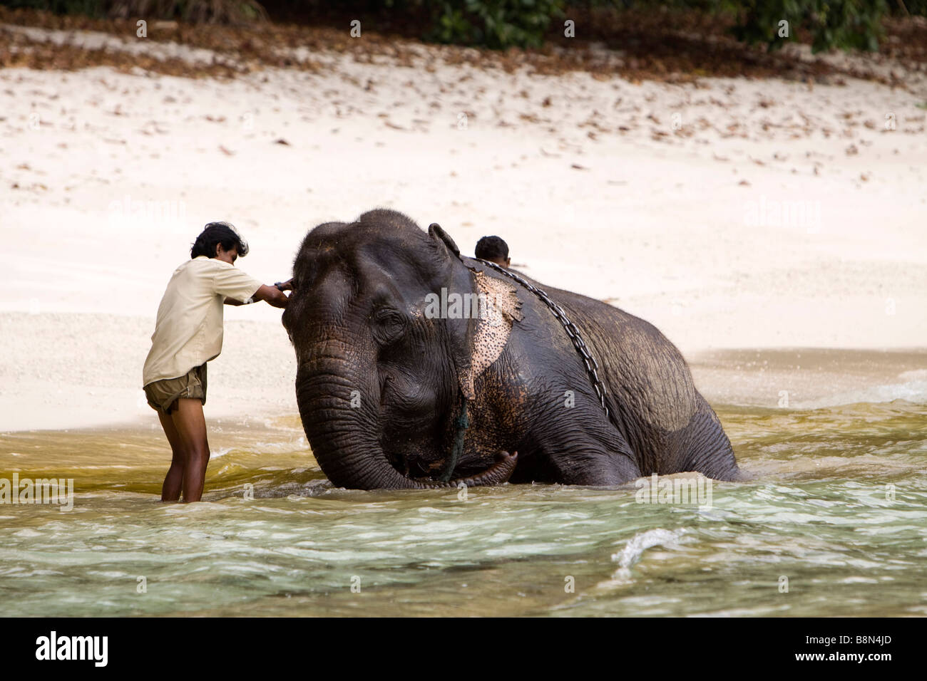 Indien-Andamanen und Nikobaren Havelock island zwei Mahouts Elefant im Meer waschen Stockfoto