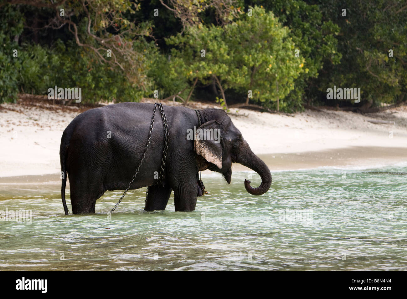 Indien-Andamanen und Nikobaren Havelock Island Elefanten im Meer Stockfoto