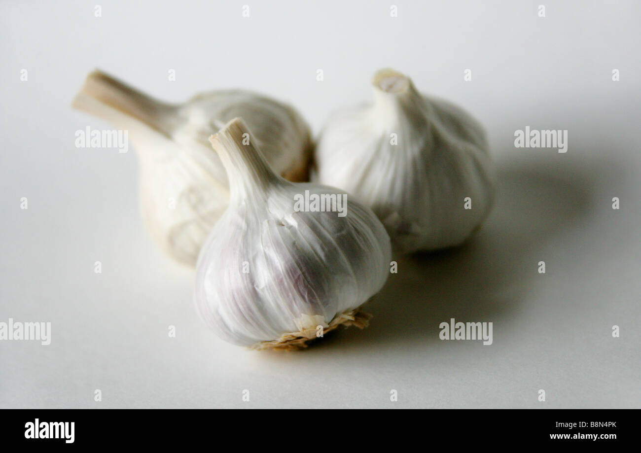 Knoblauch Zwiebeln, Allium sativum Stockfoto