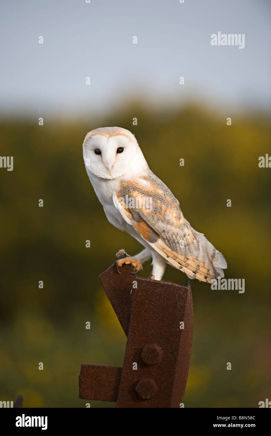 Schleiereule Tyto Alba auf alte Pistole Einlagerung auf Salthouse Heide Norfolk Stockfoto