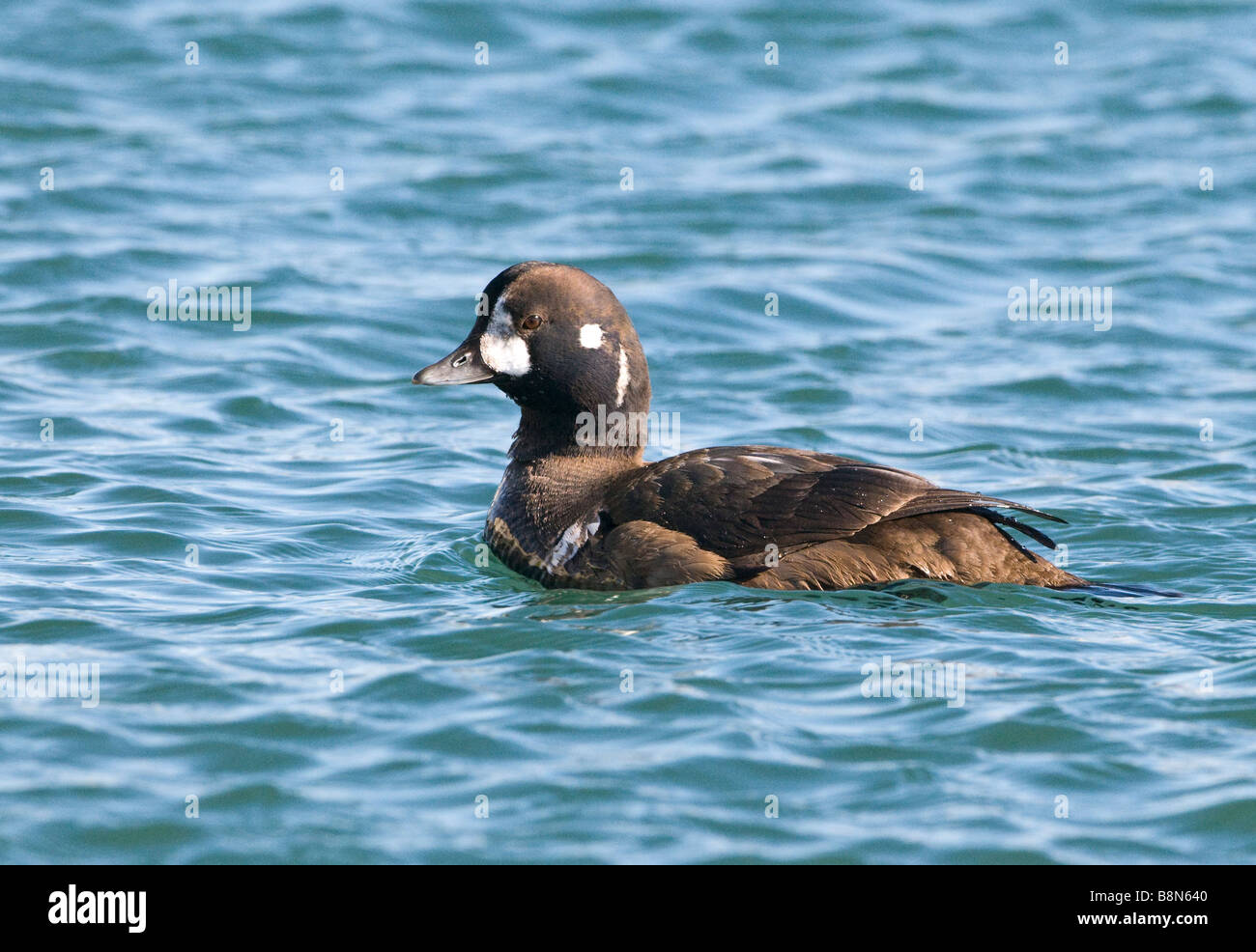Harlekin Ente Histrionicus Histrionicus eclipse männlichen Januar Hokkaido Japan Stockfoto