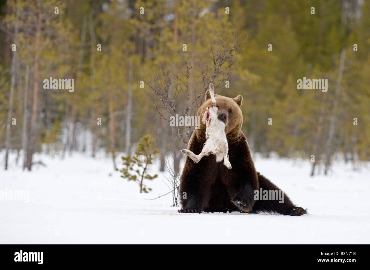 Braunbär Ursos Arctos mit Arctic Hase Martinselkonen Finnland April Stockfoto