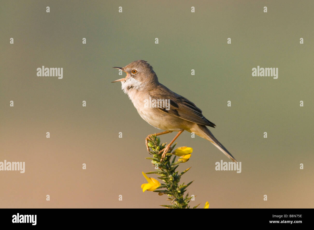 Whitethroat Sylvia Communis in Lied kann Minsmere RSPB Reserve Stockfoto