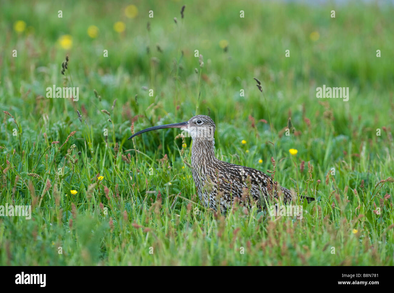 Brachvogel Numenius Arquata Shetland Juni Stockfoto