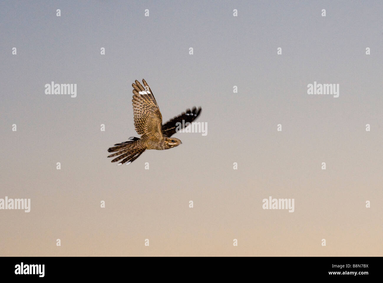 Ziegenmelker Caprimulgus Europaeus in männlichen anzeigen Flug North Norfolk Juni Stockfoto