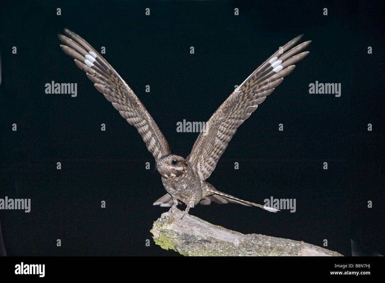 Ziegenmelker Caprimulgus Europaeus Norfolk Juli Stockfoto