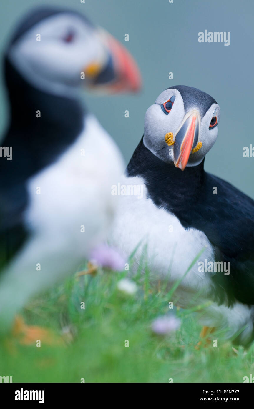 Papageitaucher Fratercula Arctica Sumburgh Head Shetland Juni Stockfoto