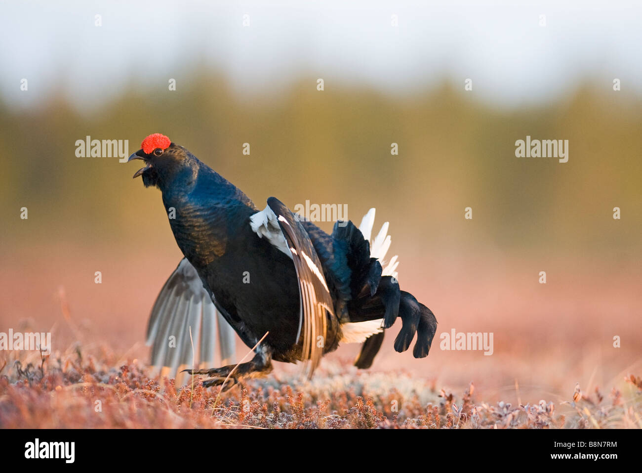 Birkhuhn at Tetrix männlich am Lek Finnland April Stockfoto