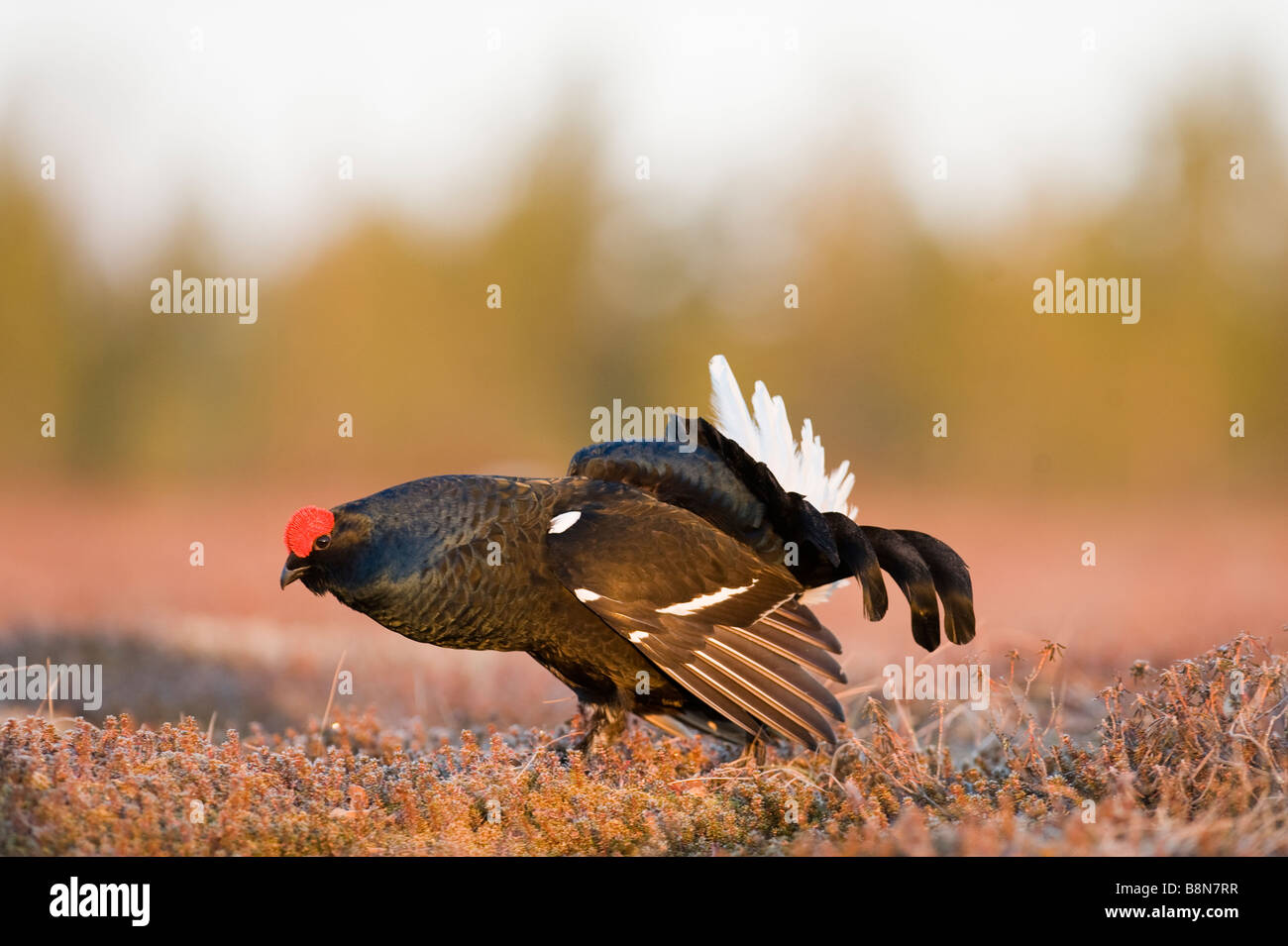 Birkhuhn at Tetrix männlich am Lek Finnland April Stockfoto