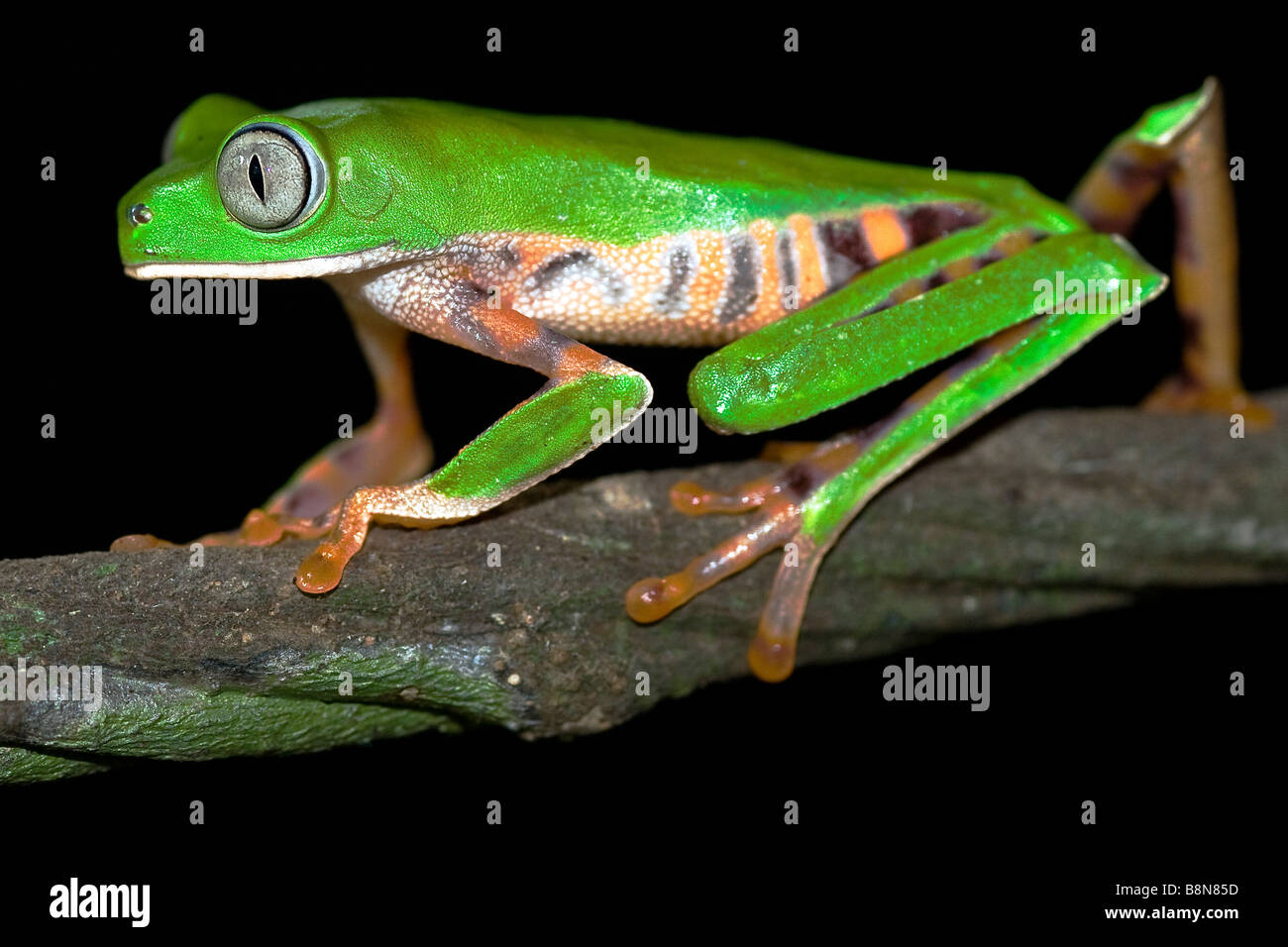 Phyllomedusa Tomopterna auf Ast Stockfoto