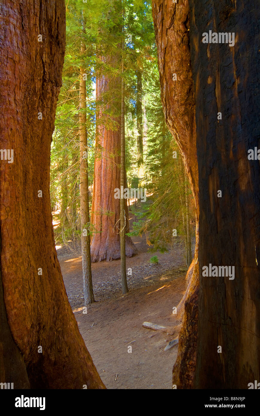 Mammutbäume In Sequoia Nationalpark, Kalifornien, USA Stockfoto