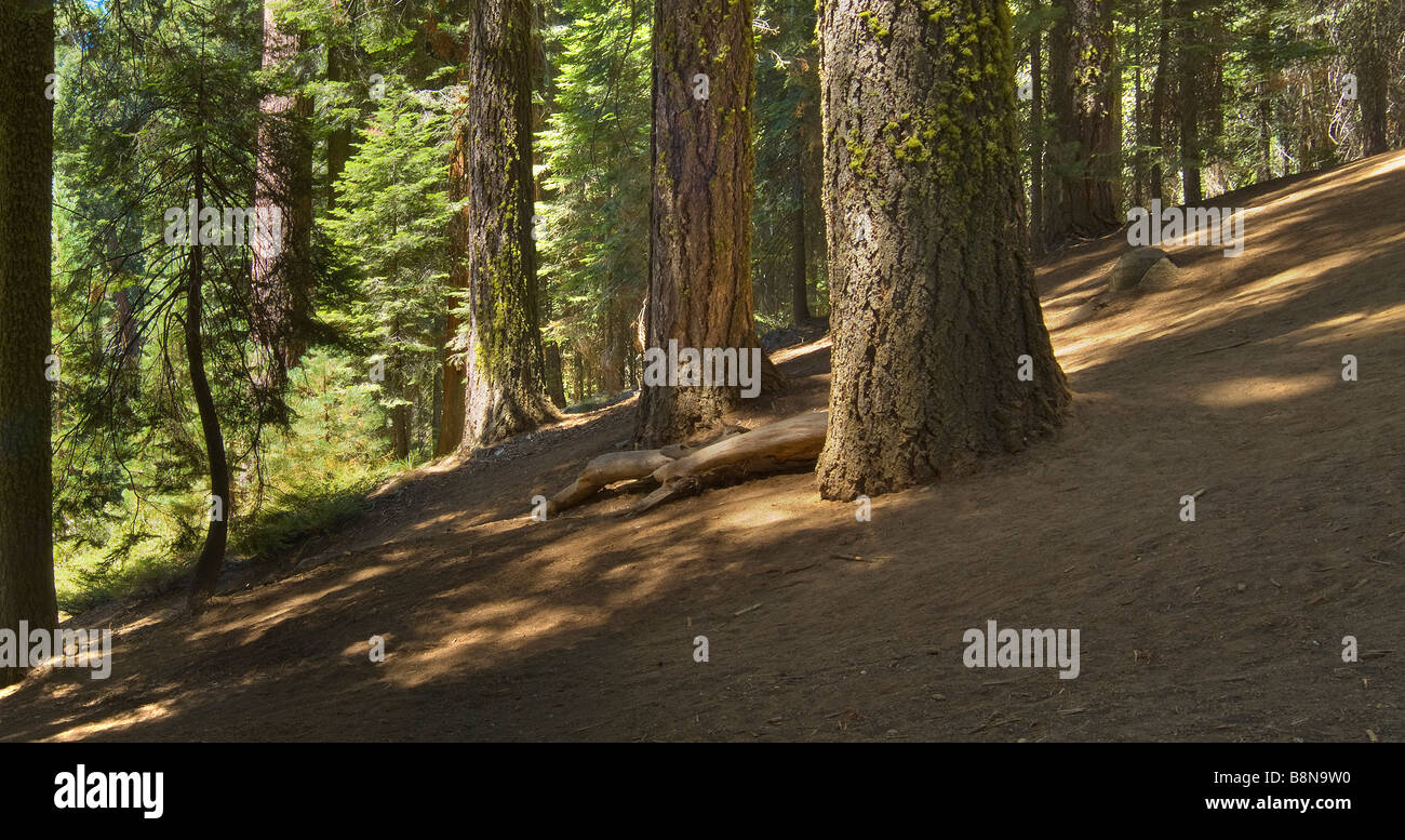 Mammutbäume In Sequoia Nationalpark, Kalifornien, USA Stockfoto