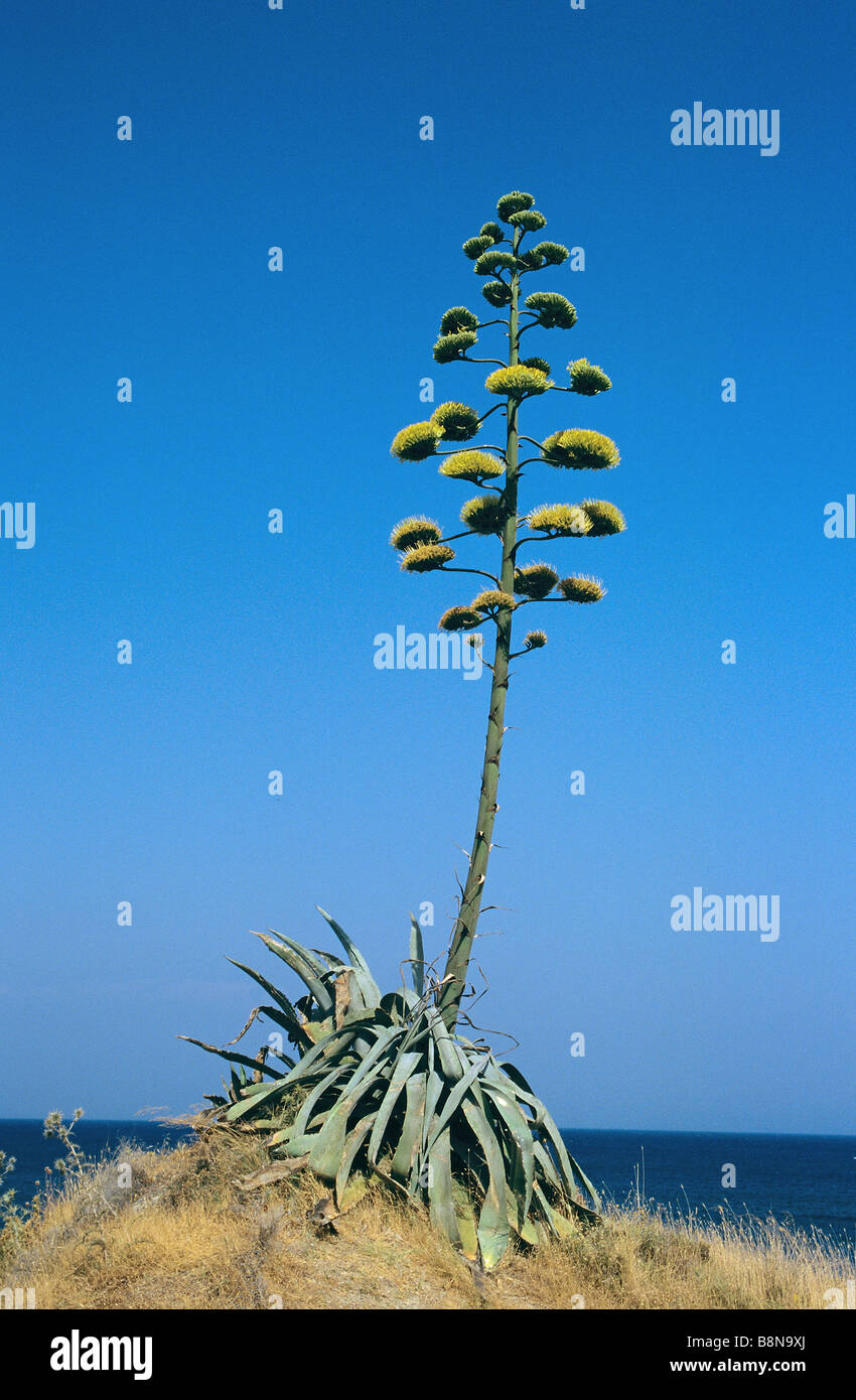 Agave blossoms -Fotos und -Bildmaterial in hoher Auflsung  Alamy