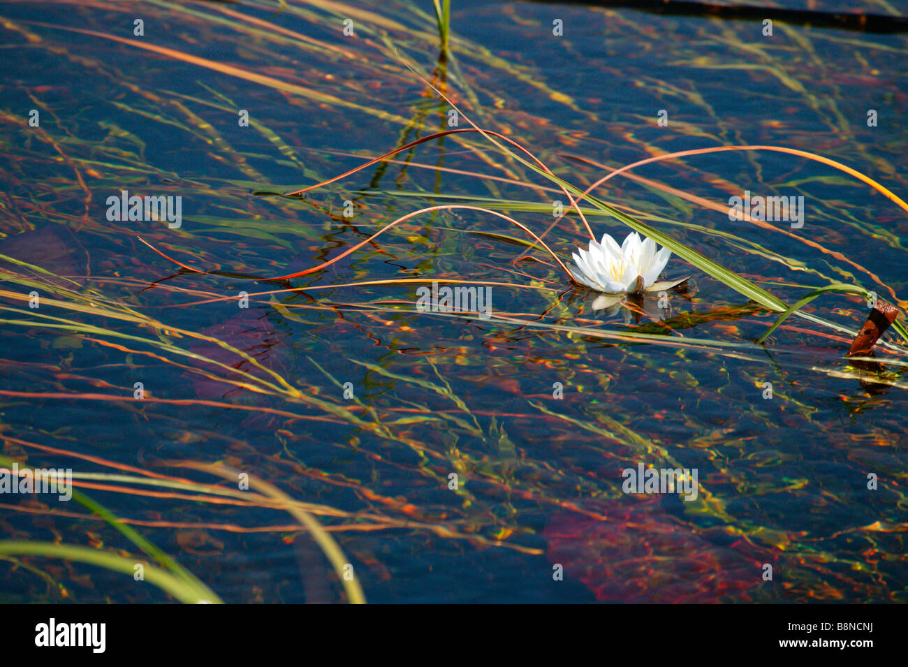 Seerosen und Wasserpflanzen im Kwando Fluss Stockfoto