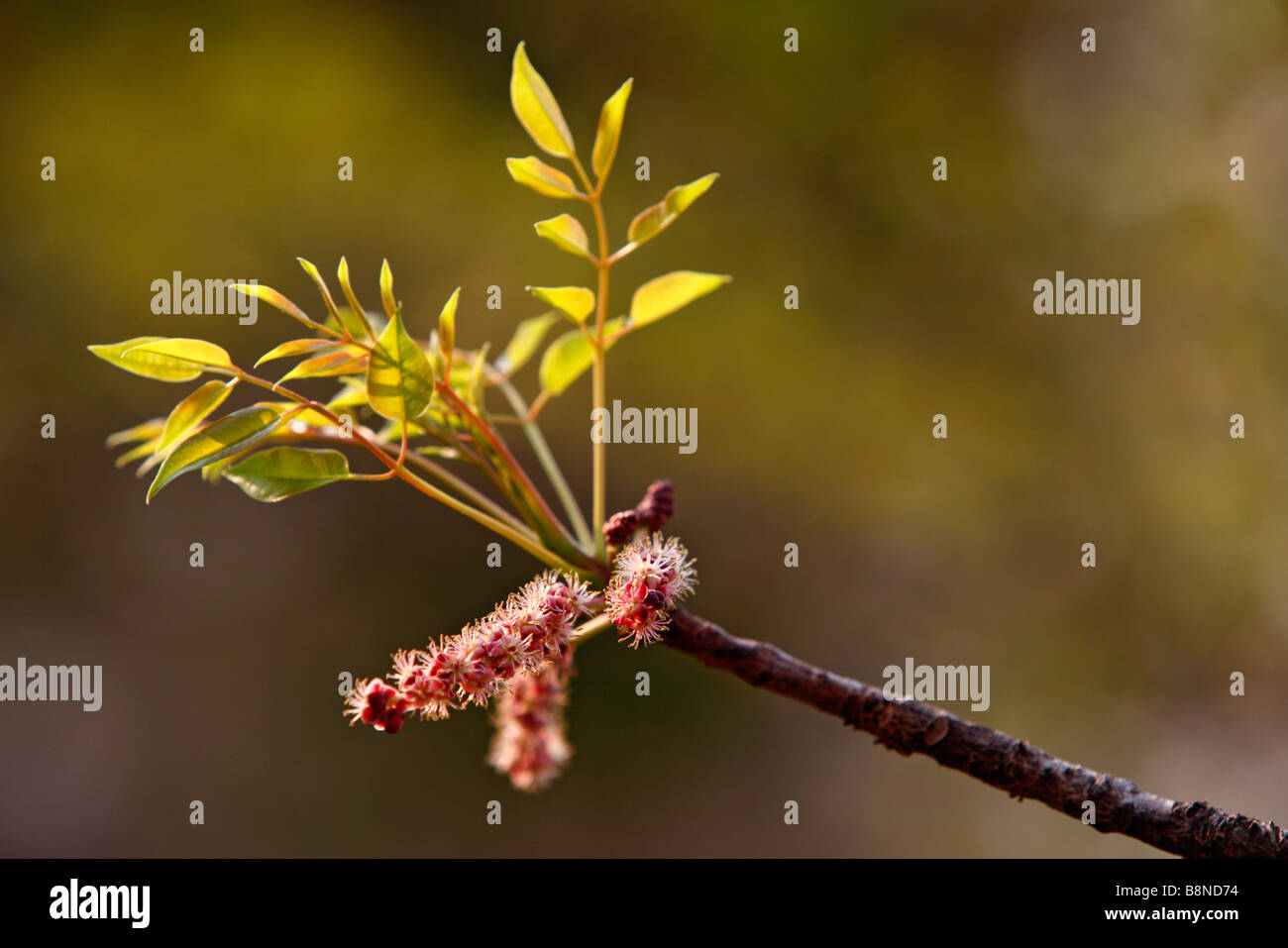 Eine Nahaufnahme von eine Marula-Blume (Sclerocarya Birrea) und die ersten Blätter des Frühlings Stockfoto