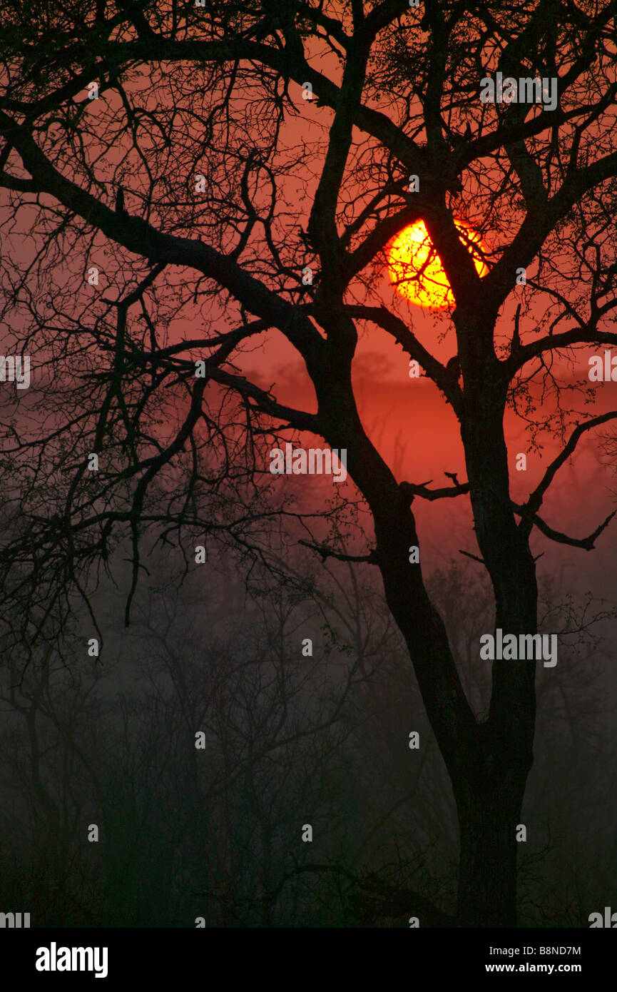 Dawn Silhouette einer Acacia Stamm gegen die Sonne an einem nebligen Morgen Stockfoto