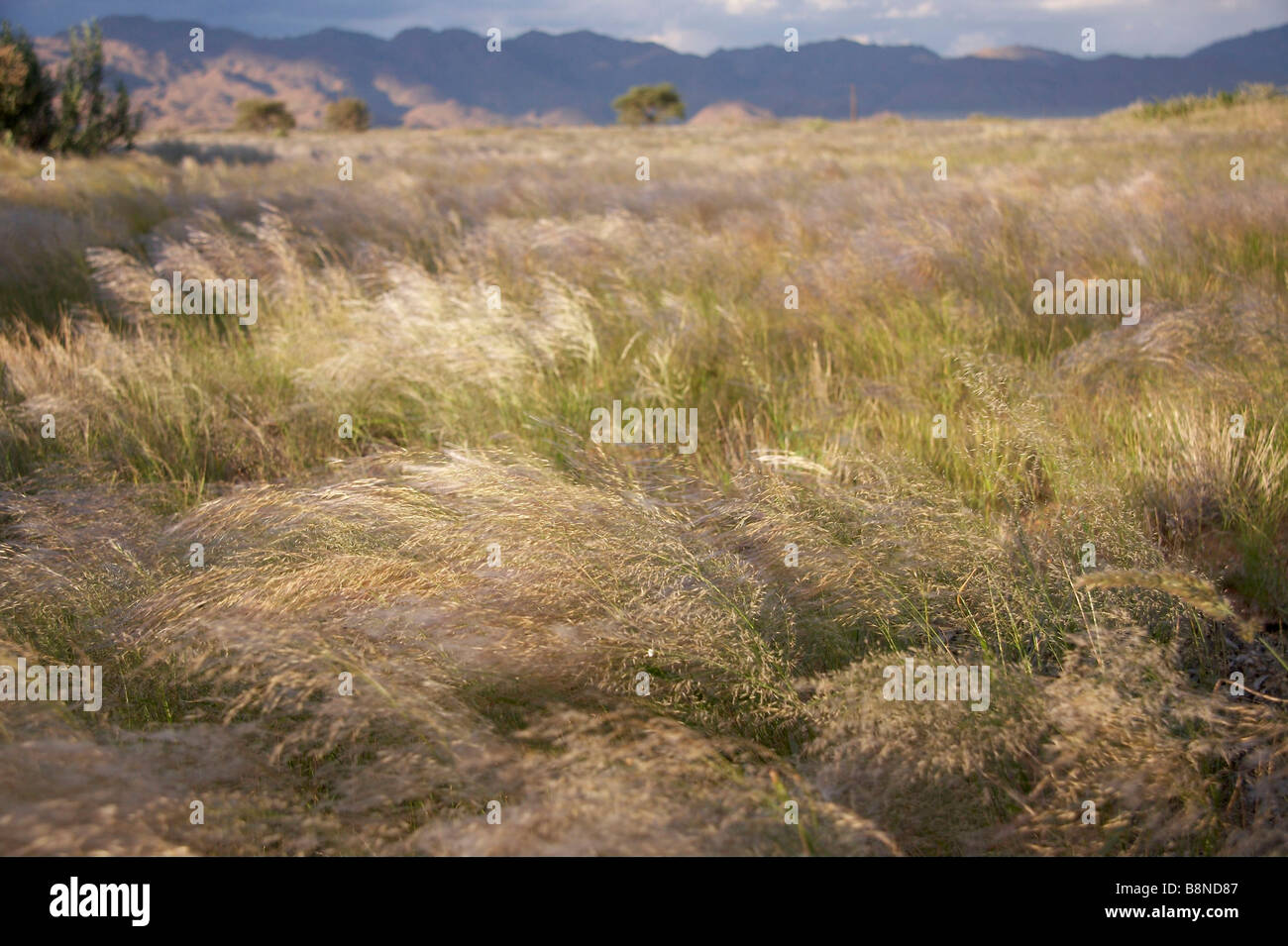 Weitwinkel Namibian Landschaft mit Veld Gras- und fernen Bergen Stockfoto