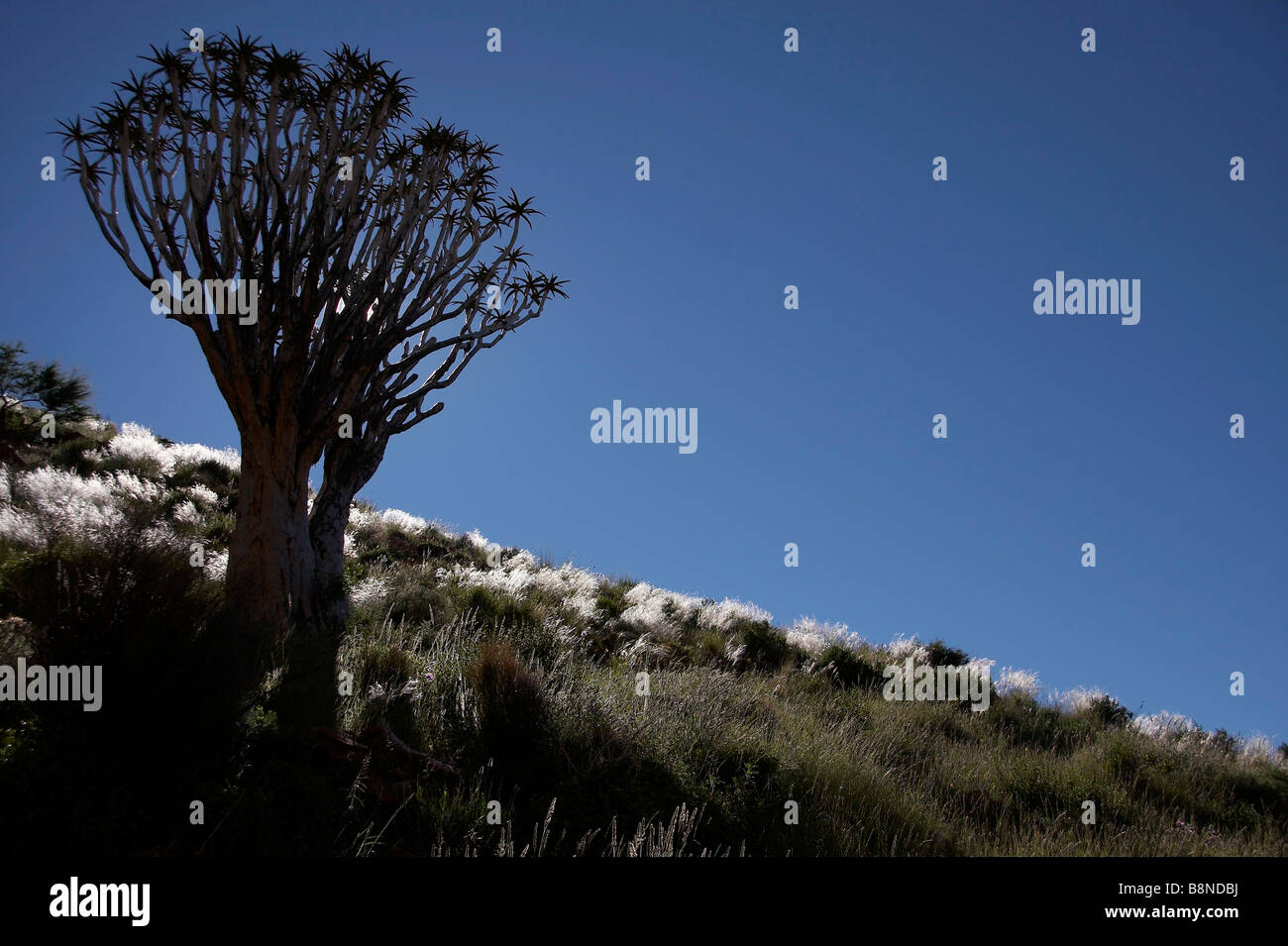 Köcher (Aloe Dichotoma) Baum Silhouette vor blauem Himmel Stockfoto
