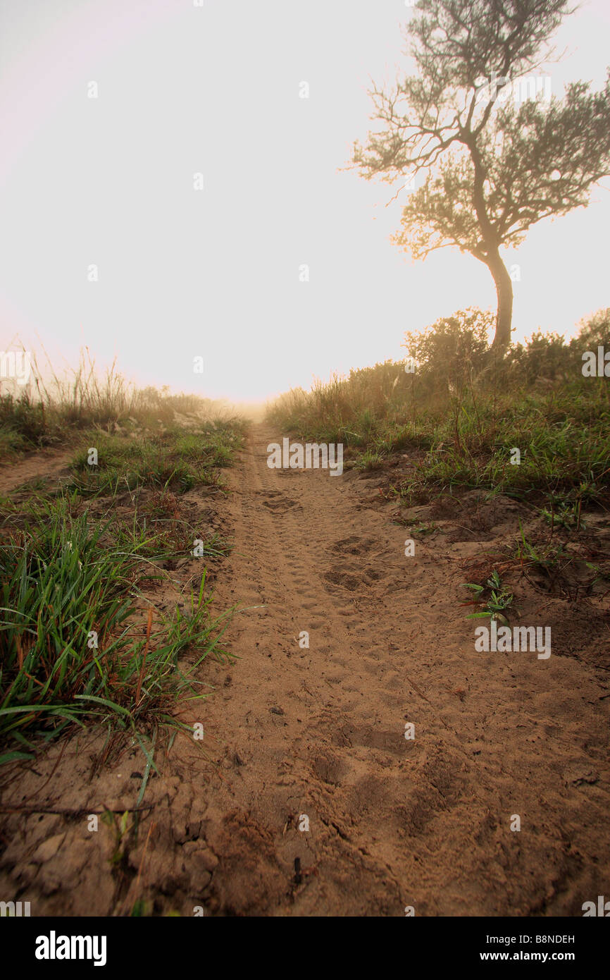 Nebligen Morgen mit Lion Fährte auf einem Sandweg Stockfoto