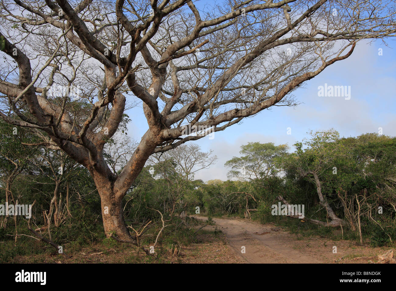 Pod Mahagoni-Baum (Afzelia Quanzensis) - eine einheimische Hartholz für den Einsatz im Möbelbau geerntet Stockfoto