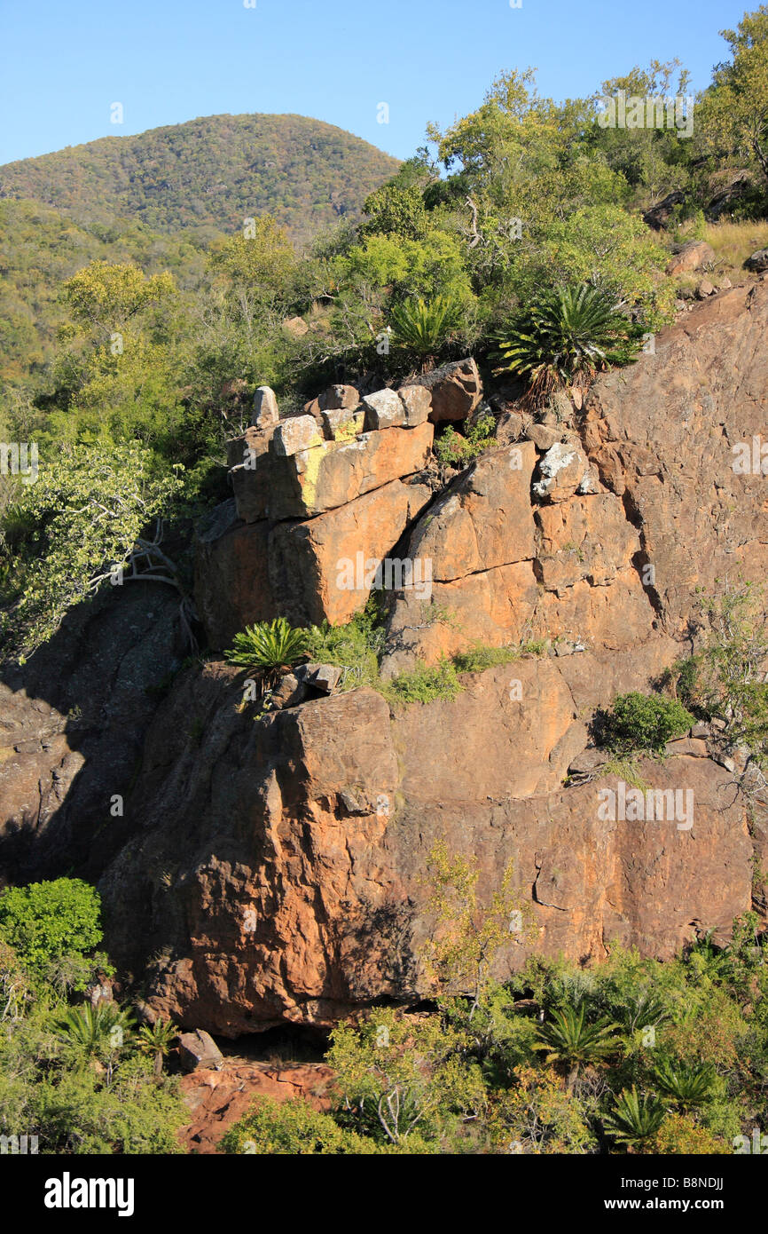 Reizvolle Aussicht auf einen Felsblock und Palmfarne in der Usutu-Schlucht Stockfoto