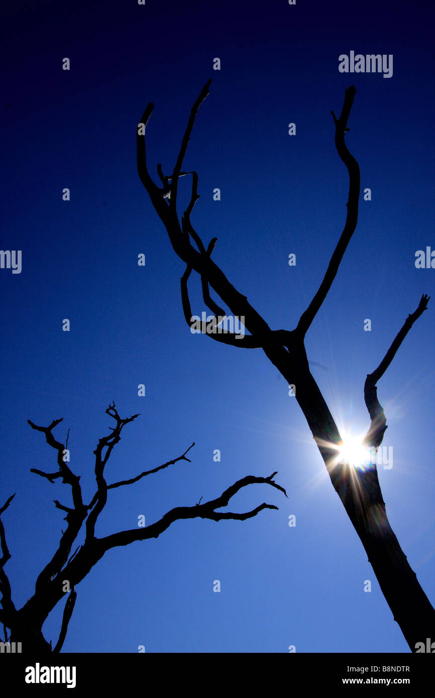 Toter Baum Silhouette vor einem tiefblauen Himmel Stockfoto
