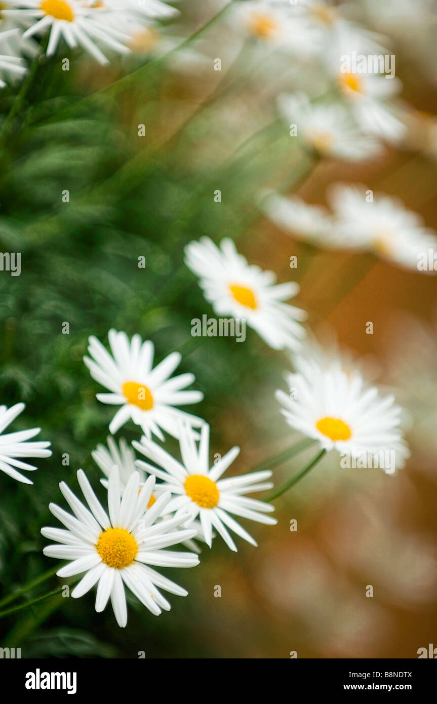 Weiße Margerite Daisy Blumen Stockfoto
