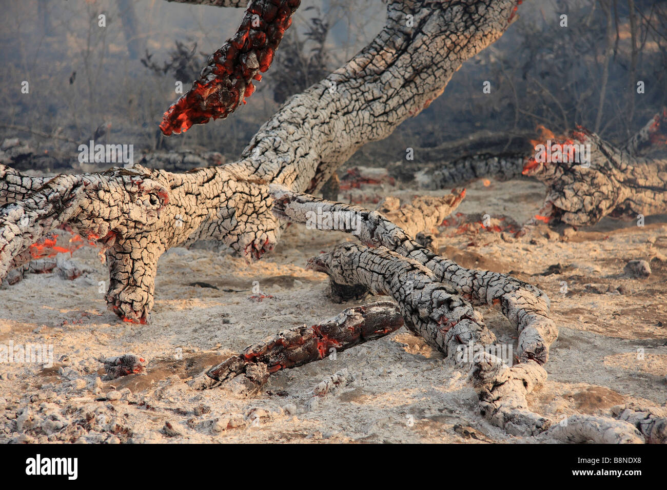 Verbrannten Baum noch glühend und Asche nach Veld Brände im Tembe Elephant Park Stockfoto Verbrannten Baum noch glühend und Asche nach Veld Brände im Tembe Elephant Park Stockfoto