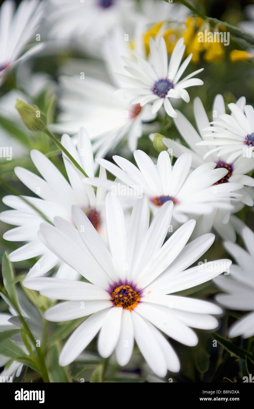 Weiße Herbers Blüten mit dunklen Zentrum Stockfoto