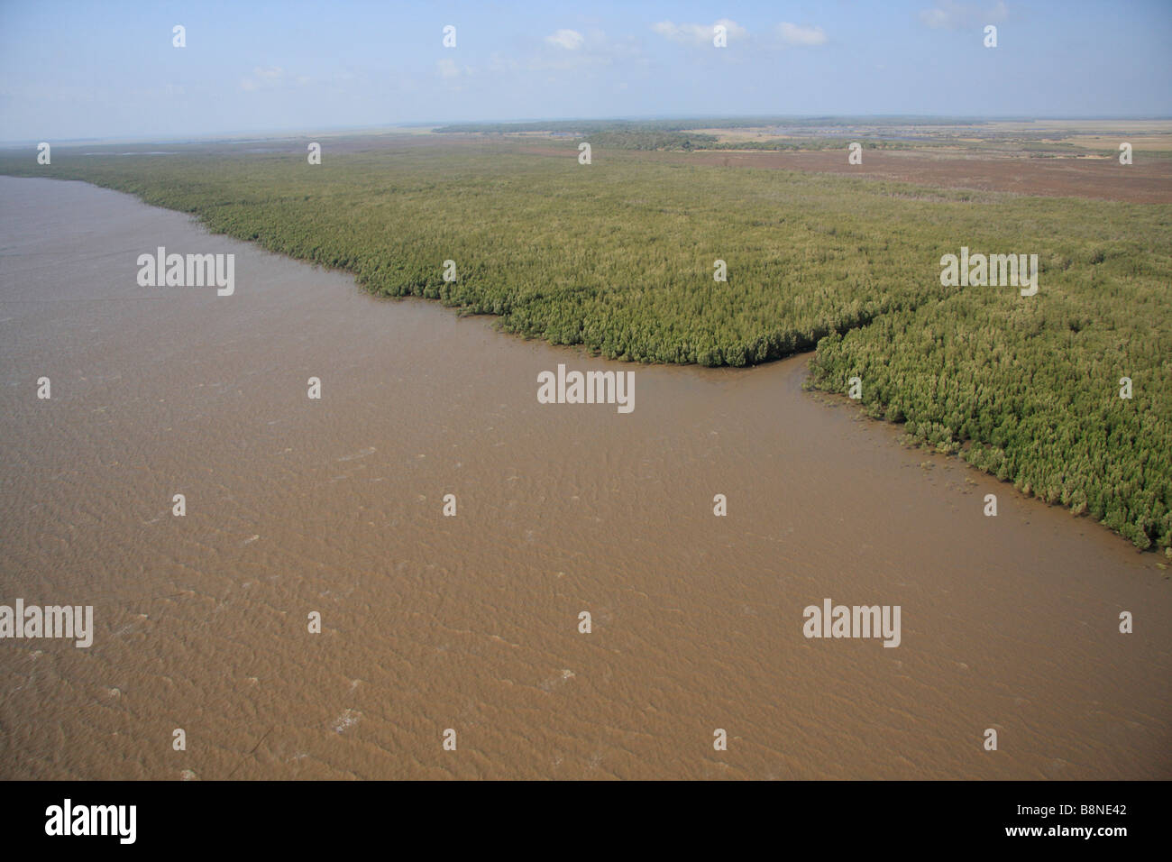 Luftaufnahme der Mangrovensümpfe Stockfoto