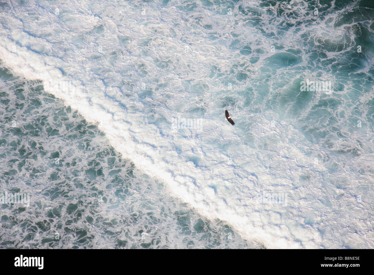 Luftaufnahme der Fischadler überfliegen Küsten breakers Stockfoto