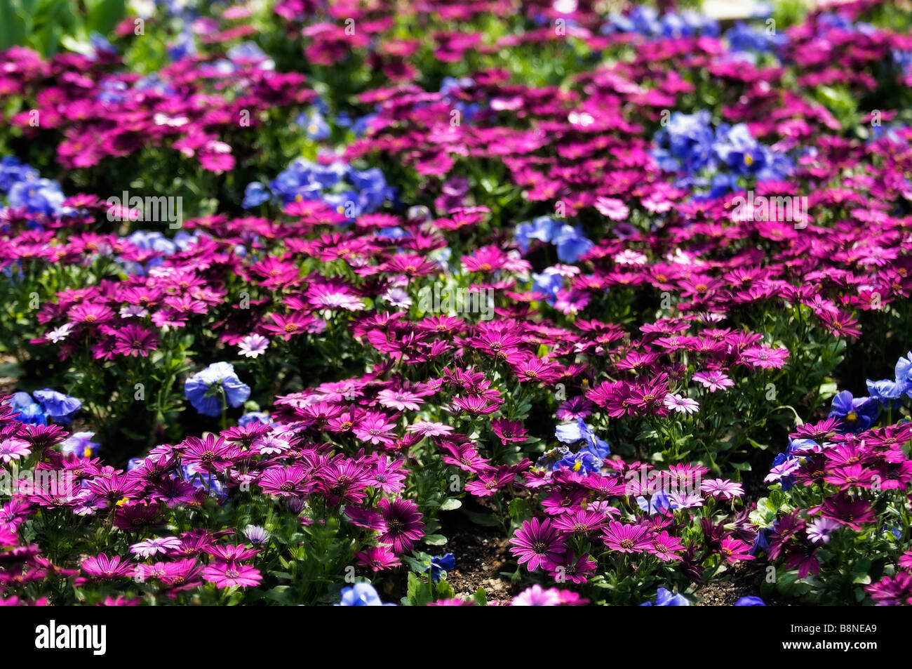 Blumenbeet mit blauen Stiefmütterchen und vivid Magenta afrikanischen Gänseblümchen. Stockfoto