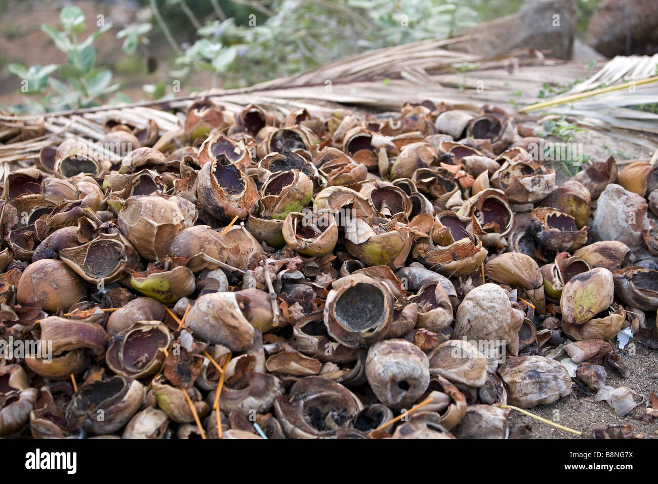 Haufen von leeren Kokosnuss-Schalen Stockfoto