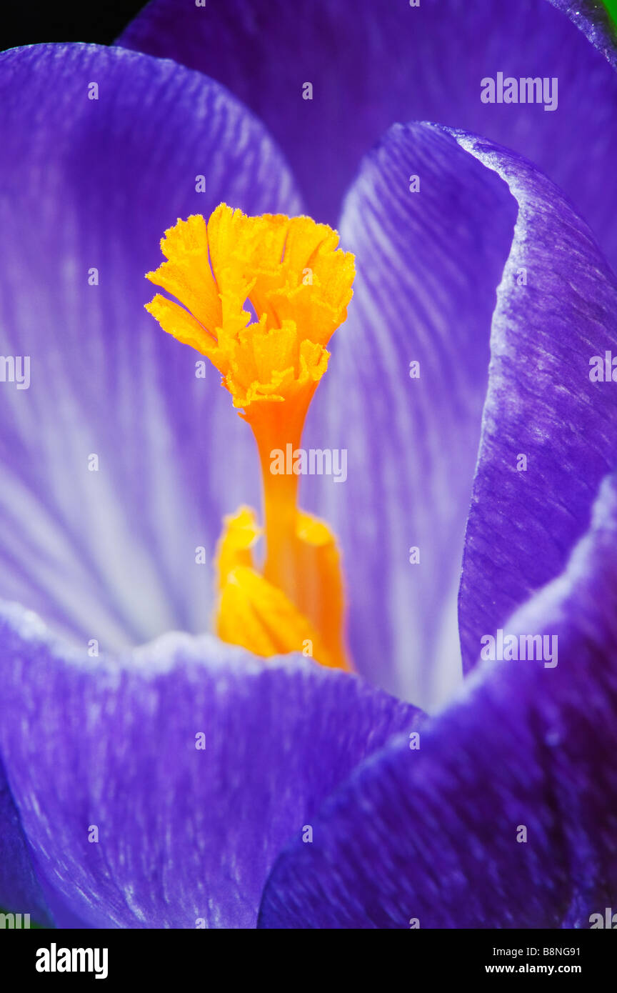 Crocus Vernus "Königin des Blues" Blume Detail zeigt das Stigma Stockfoto