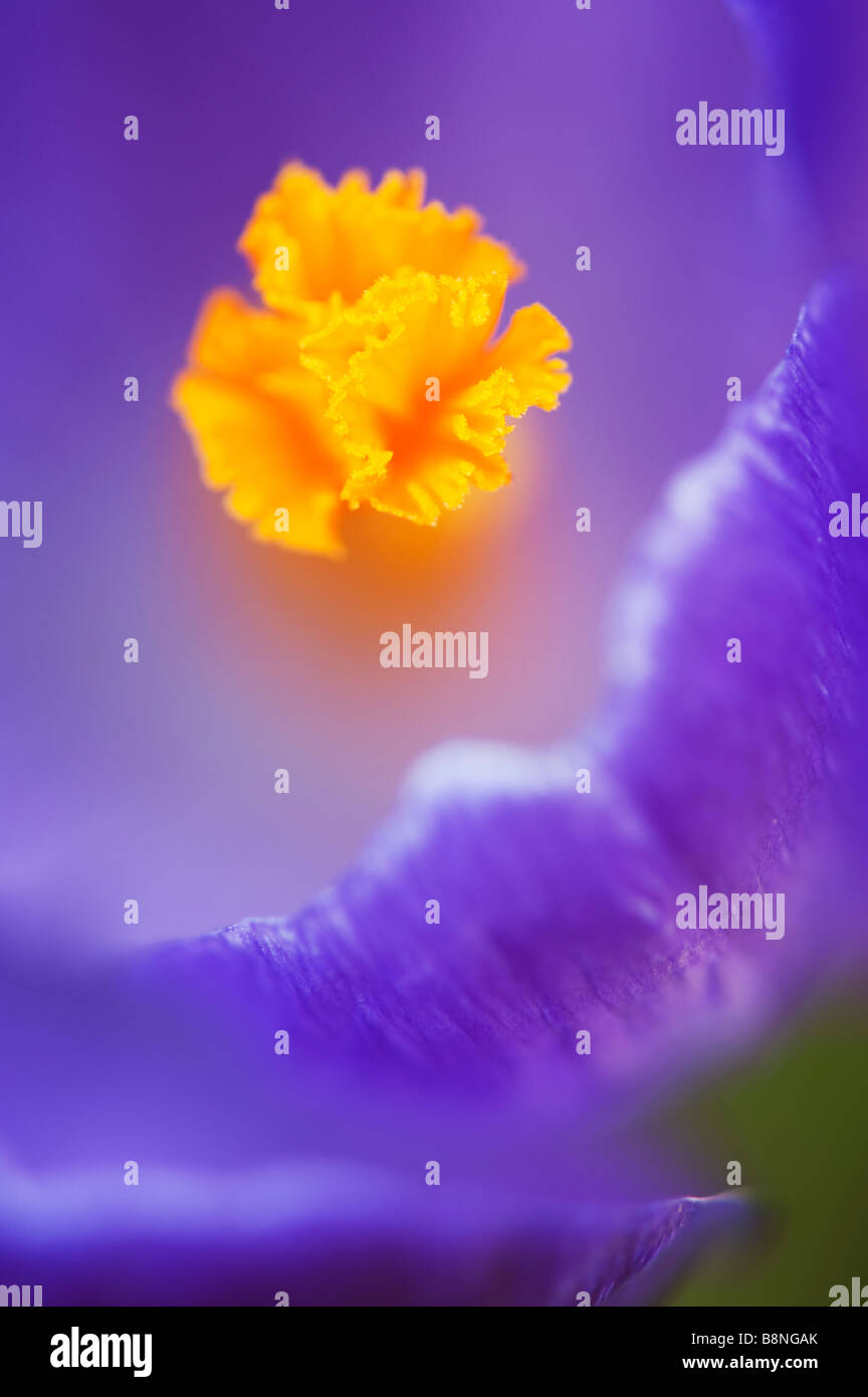 Crocus Vernus "Königin des Blues" Blume Detail zeigt das Stigma Stockfoto
