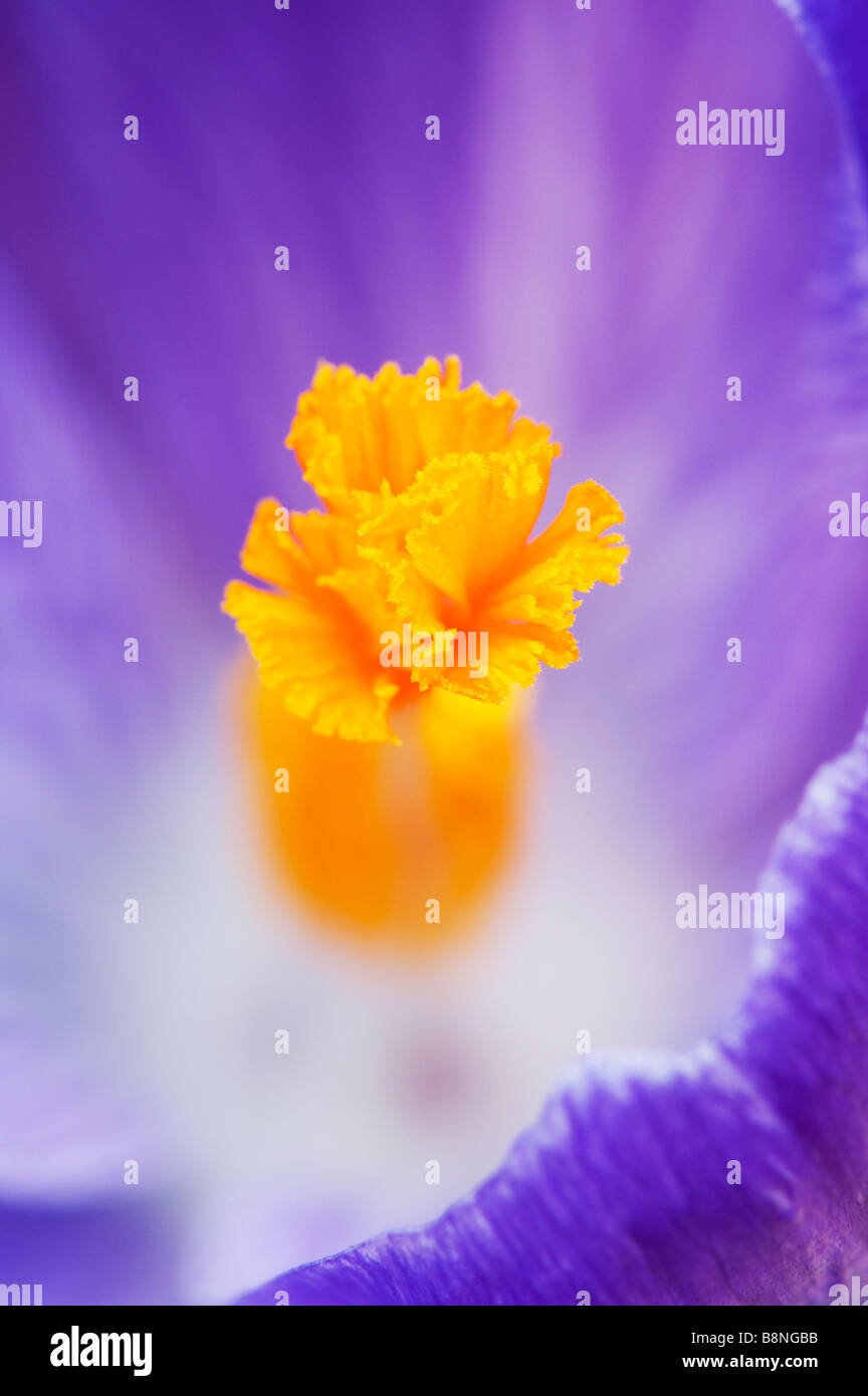 Crocus Vernus "Königin des Blues" Blume Detail zeigt das Stigma Stockfoto