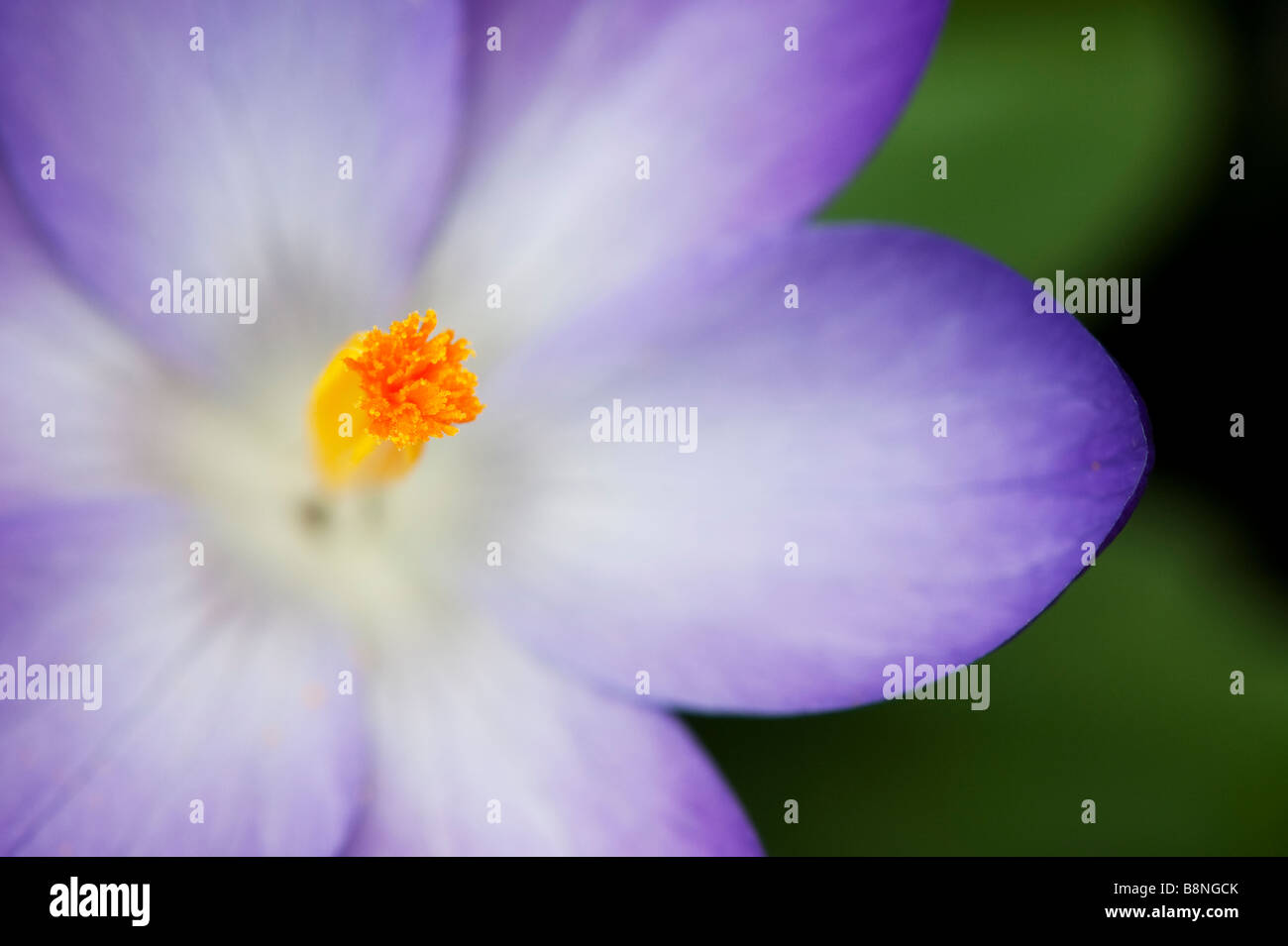 Crocus Vernus "Königin des Blues" Blume Detail zeigt das Stigma Stockfoto