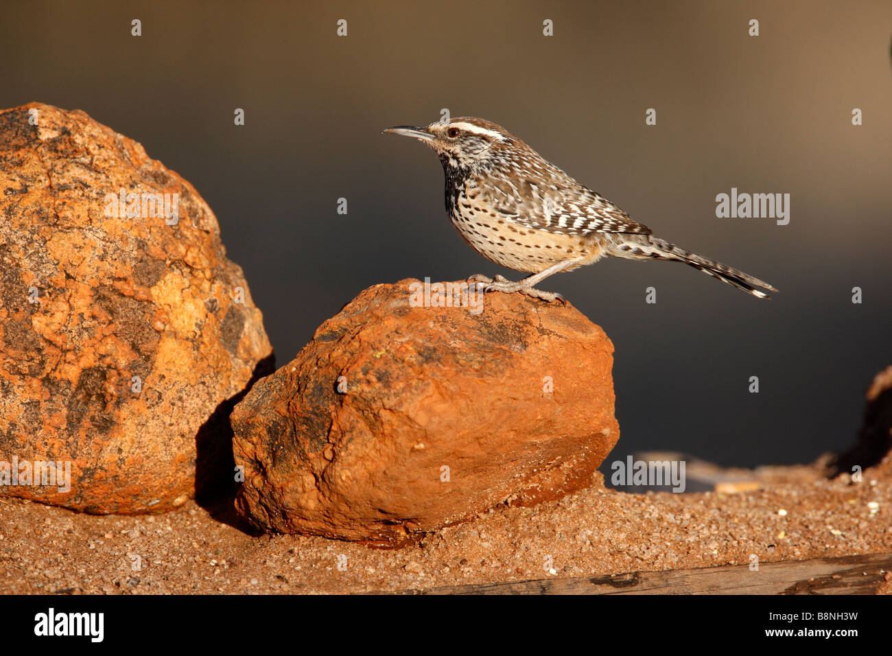 Cactus Wren Campylorhynchus Brunneicapillus Arizona USA winter Stockfoto