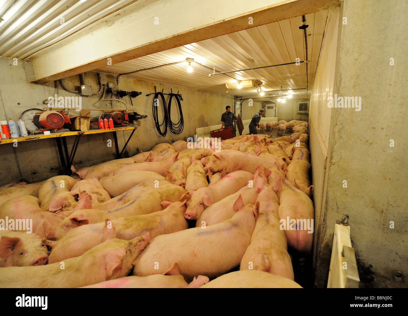 Hogs bereit für den Versand Stockfoto