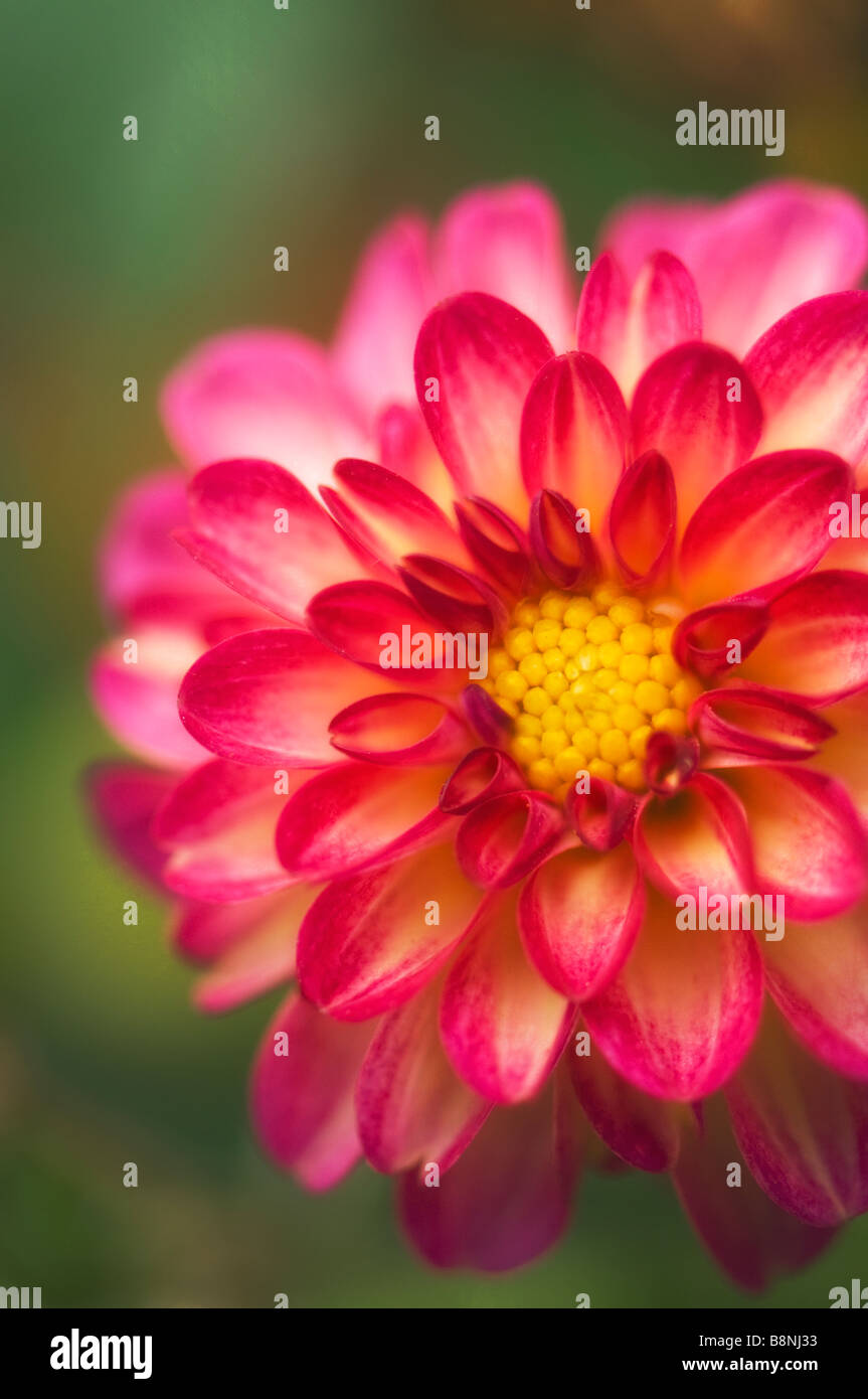 Himbeer rosa Picotee Dahlie Blüte mit gelbem Auge Nahaufnahme Stockfoto